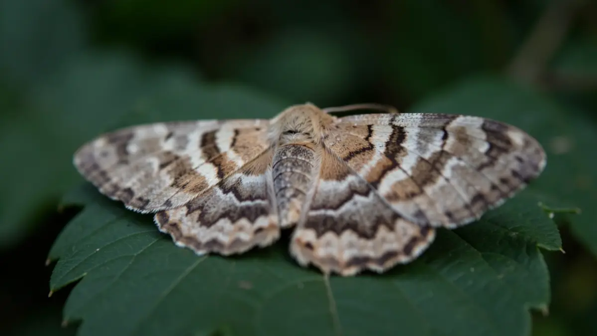 Close-up of a moth's wing with intricate patterns, resting on a dark green leaf, soft natural lighting, macro photography style.