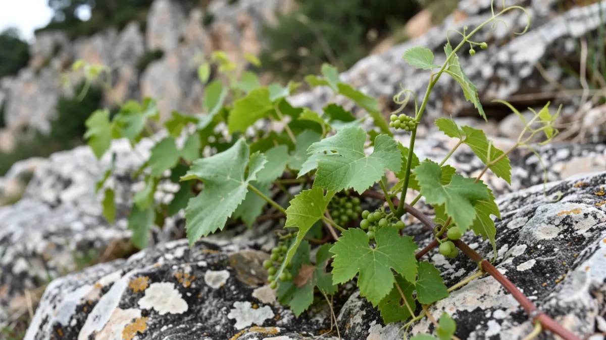 Generic image of a wild grapevine growing on a rocky landscape.